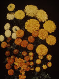 Flowers: Marigold and David Burpee Photographie par Eric Schaal