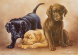 Time to Snack  Poster by Judy Gibson