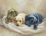 Time to Rest  Poster by Judy Gibson