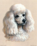 White Poodle Poster by Judy Gibson