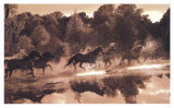 Horse Crossing Posters by Robert Dawson