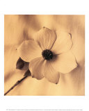 Sepia Dogwoods IV Poster par Heather Johnston