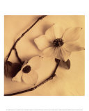 Sepia Dogwoods III Affiches par Heather Johnston