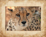 Cheetah Posters by Keith Levit