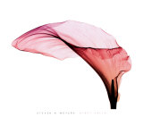 Riesen-Calla Poster von Steven N. Meyers