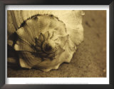 Conch Posters by Cyndi Schick