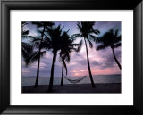 Coconut Palms  Poster by Larry Ulrich