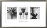 Art Forms In Nature II Affiches par Karl Blossfeldt