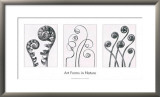 Formes artisitques dans la nature I Posters par Karl Blossfeldt