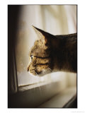 A Profile of a Tabby Cat Photographic Print by Stephen St. John