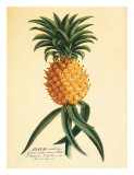 Ho'okipa, Ananas Giclée-Druck von Georg Dionysius Ehret