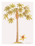 Papaya-Baum Giclée-Druck von Georg Dionysius Ehret