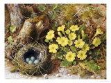 Still Life with a Bird's Nest and Primroses on a Mossy Bank Estampe par Wiliam B. Hough