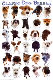 Dog Breeds, Poster