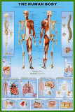 Human Body poster