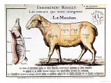 Mutton: Diagram Depicting the Different Cuts of Meat, Giclee Print