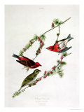 Purple Finch, from "Birds of America", Giclee Print