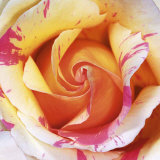 White and Purple Rose Posters par Laurent Pinsard