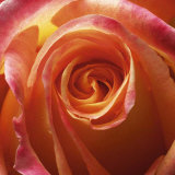 Rose orangée Posters par Laurent Pinsard