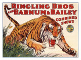 Ringling Brothers and Barnum Bailey Circus: Tiger Giclee Print