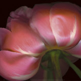 Peony Prints by Pip Bloomfield