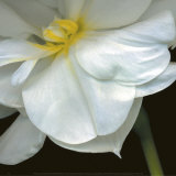 O'Keefe Jonquil Prints by Pip Bloomfield