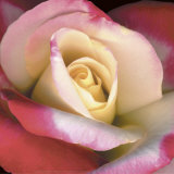 Blush Rose Posters by Pip Bloomfield