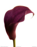 Purple Calla Lily Kunst von George Fossey