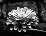 Zinnia Posters par Harold Silverman