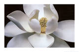 Magnolia Posters