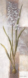 Freesia Affiches par Vivien White