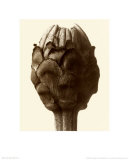Zinnia Elegans, Zinnia Affiches par Karl Blossfeldt