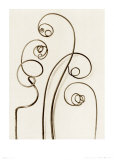 Bryonia Alba, White Bryony Affiche par Karl Blossfeldt