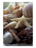 Tropical Shells Photographic Print by Michele Westmorland