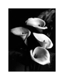 Four Lilies Kunstdruck