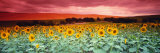 Sunflowers, Corbada, Spain Photographie par Panoramic Images 