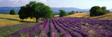 Flowers in Field, Lavender Field, La Drome Provence, France Photographie par Panoramic Images 