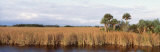 Cypress Tree, Big Cypress National Preserve, Everglades, Florida, USA Photographie par Panoramic Images 