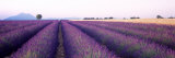 Lavender Field, Plateau De Valensole, France Photographic Print by Panoramic Images 