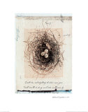 Nid d'oiseau Posters par Julie Nightingale