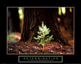 Determination: Little Pine  Prints