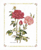 Red Roses Poster von Cicely Mary Barker