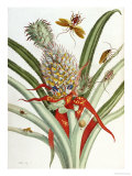 Pineapple (Ananas) with Surinam Insects, Anna Maria Sibylla Merian, Giclee Print