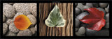 Leaves  Prints by Laurent Pinsard