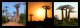 Baobas Madagascar Posters par Laurent Pinsard