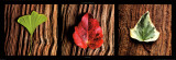 Feuilles Affiche par Laurent Pinsard