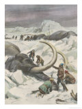 Two Mammoths are Found Frozen in the Jamalm Peninsula 2400 Kilometres North of Saint Petersburg Giclee Print by Achille Beltrame