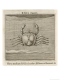 Zodiac Giclee Print by Gaius Julius Hyginus