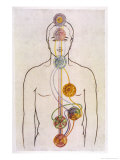 The Seven Chakras and the Streams of Vitality Giclee Print by C.w. Leadbeater