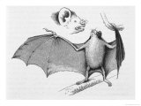 Vampire Bat (Desmodus d'Orbignyi) Caught at the Back of Darwin's House in Chile South America Giclee Print by R.t. Pritchett